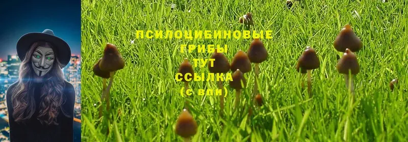 Галлюциногенные грибы MAGIC MUSHROOMS  Карабулак 